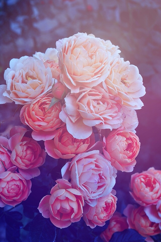 美丽粉红玫瑰
