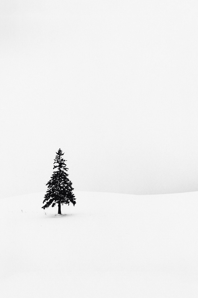 孤独的松树白雪