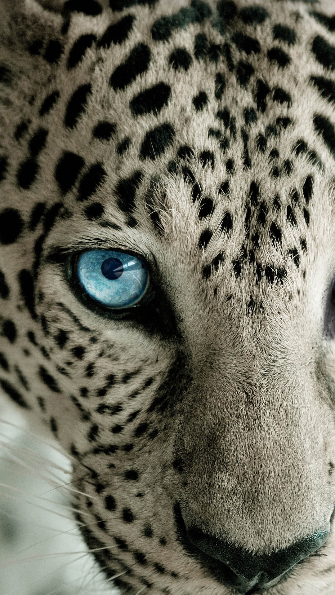 蓝眼雪豹