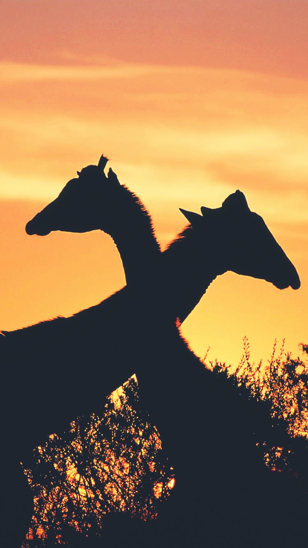 日落下相拥的长颈鹿