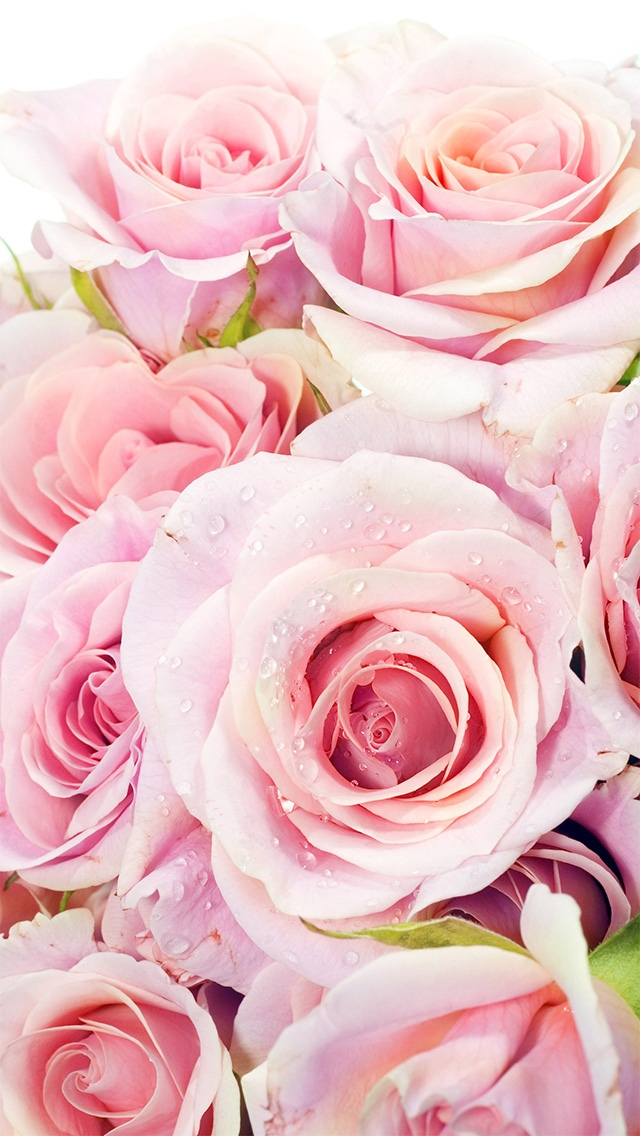 新鲜的粉红玫瑰鲜花特写