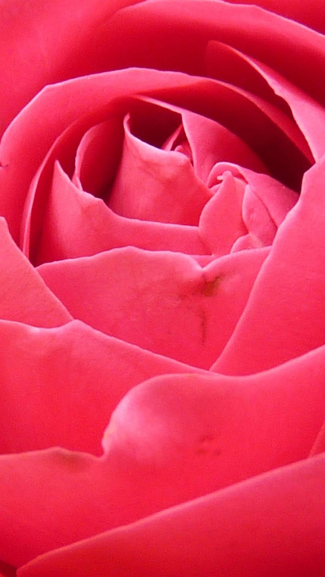 桃红色玫瑰花瓣
