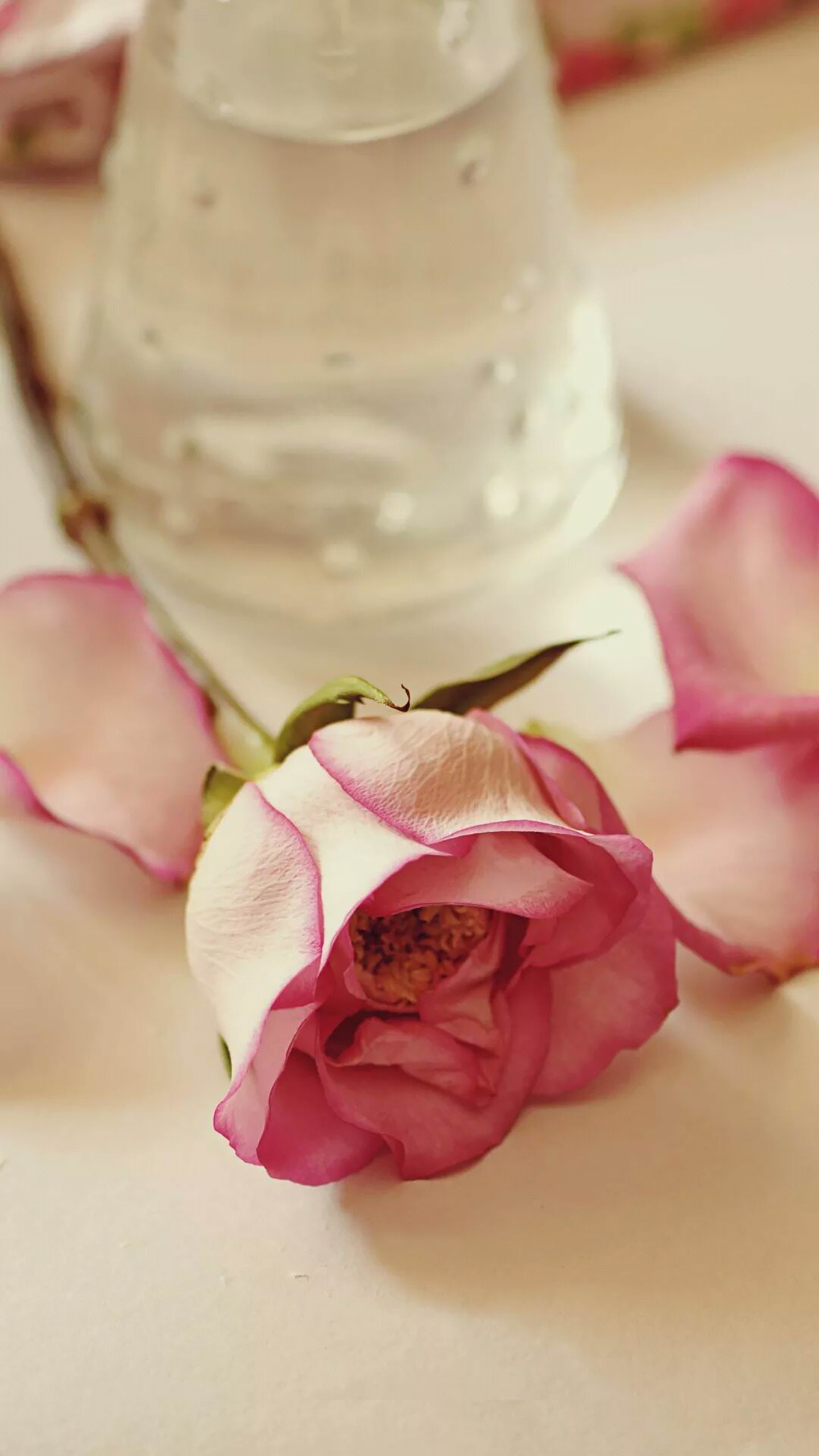 盛开的粉玫瑰