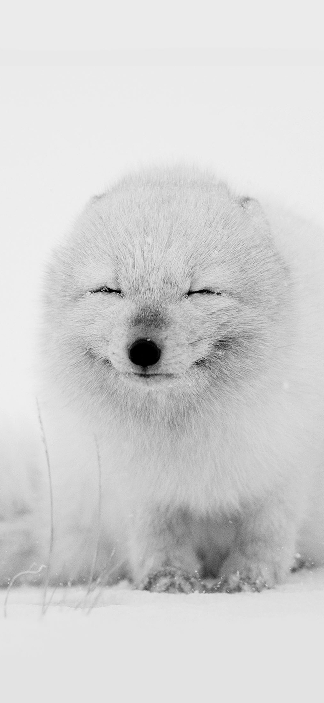 可爱北极狐