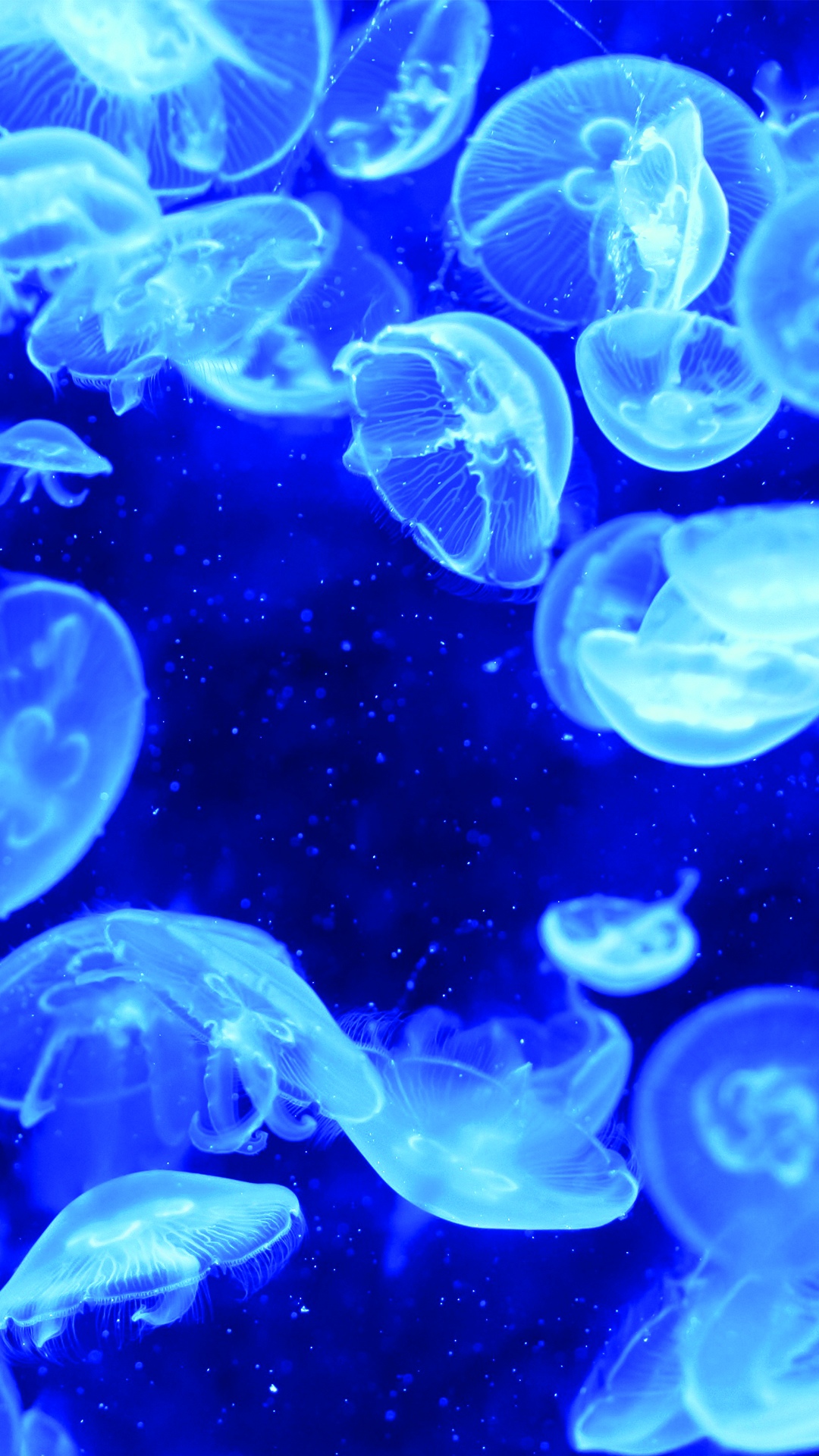 蓝色水母生物发光
