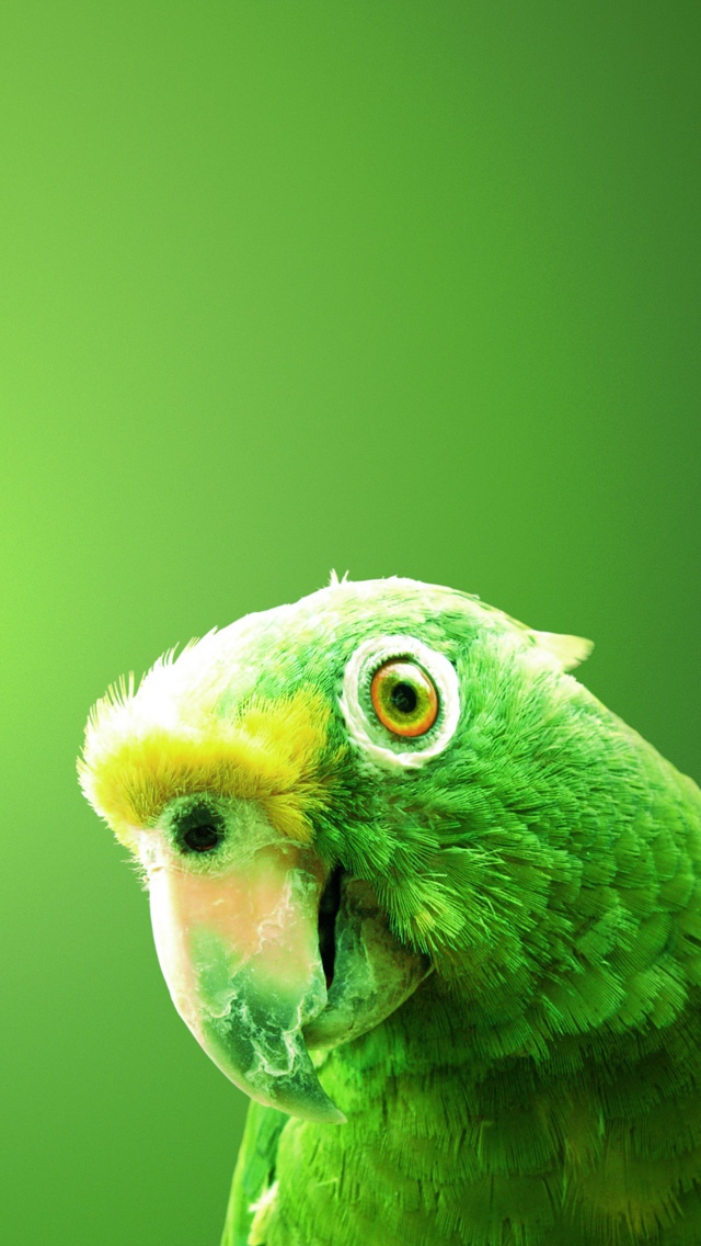 逗趣的绿色鹦鹉