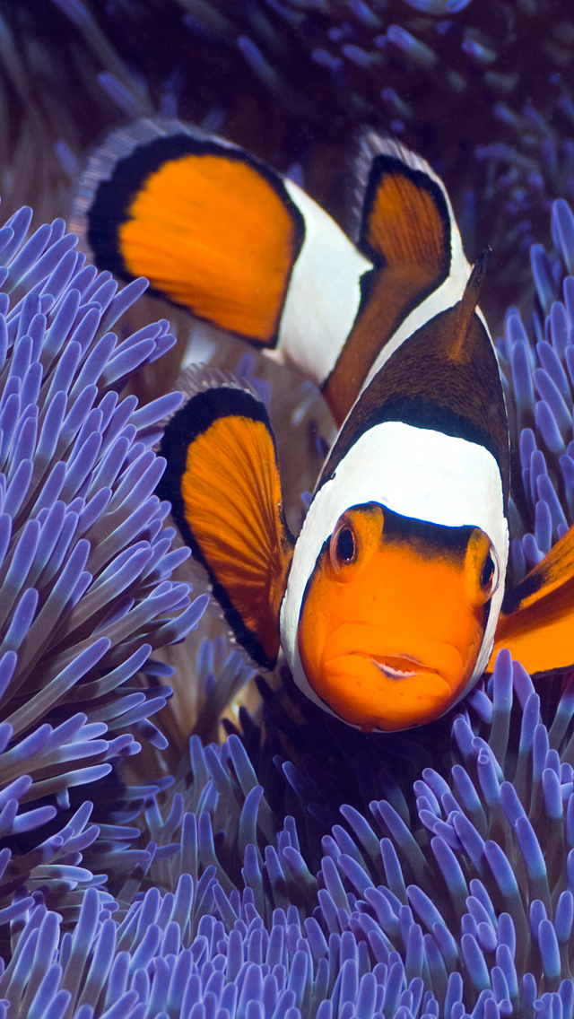 海底生物热带鱼