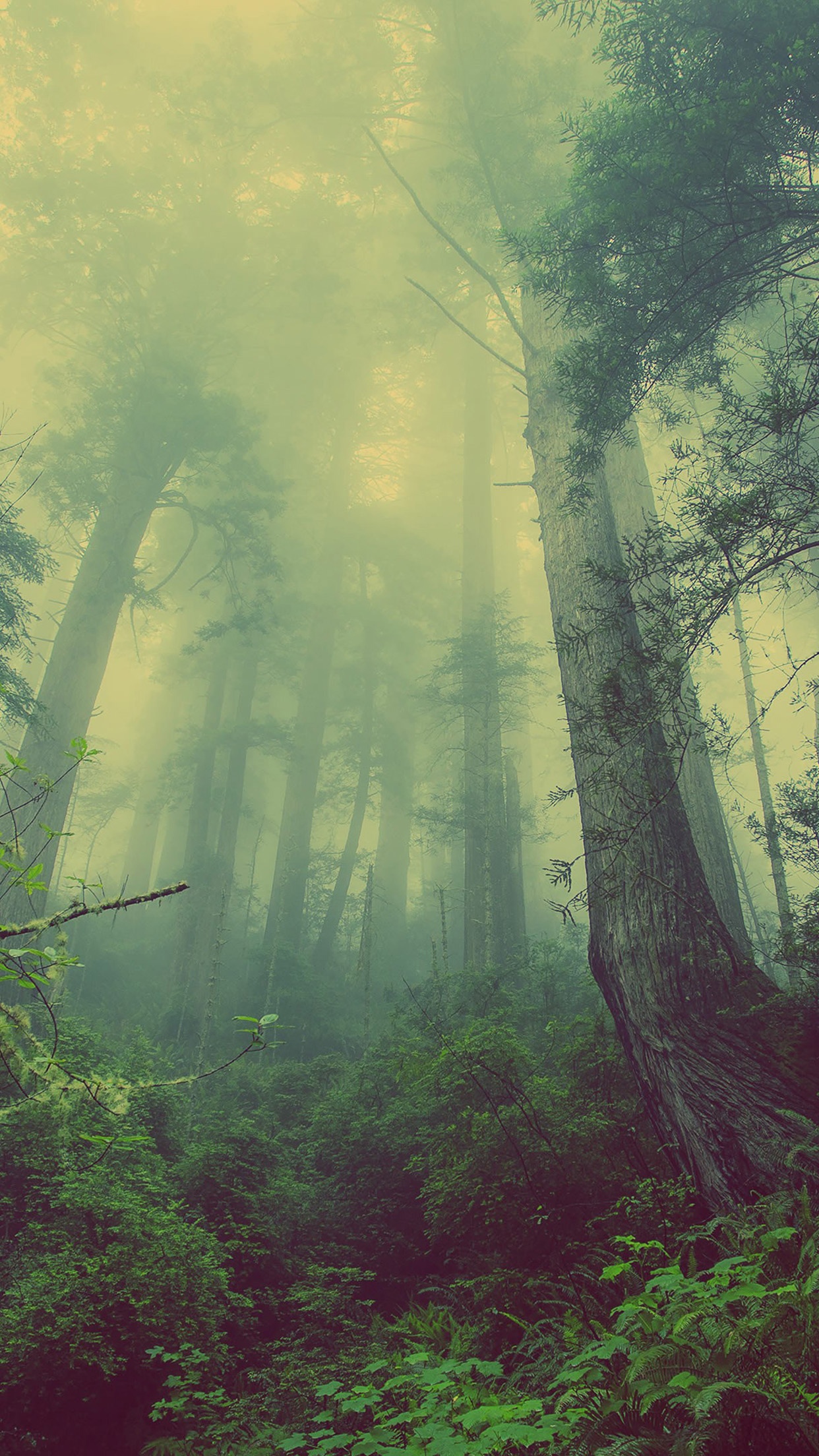 有雾的阴森森林