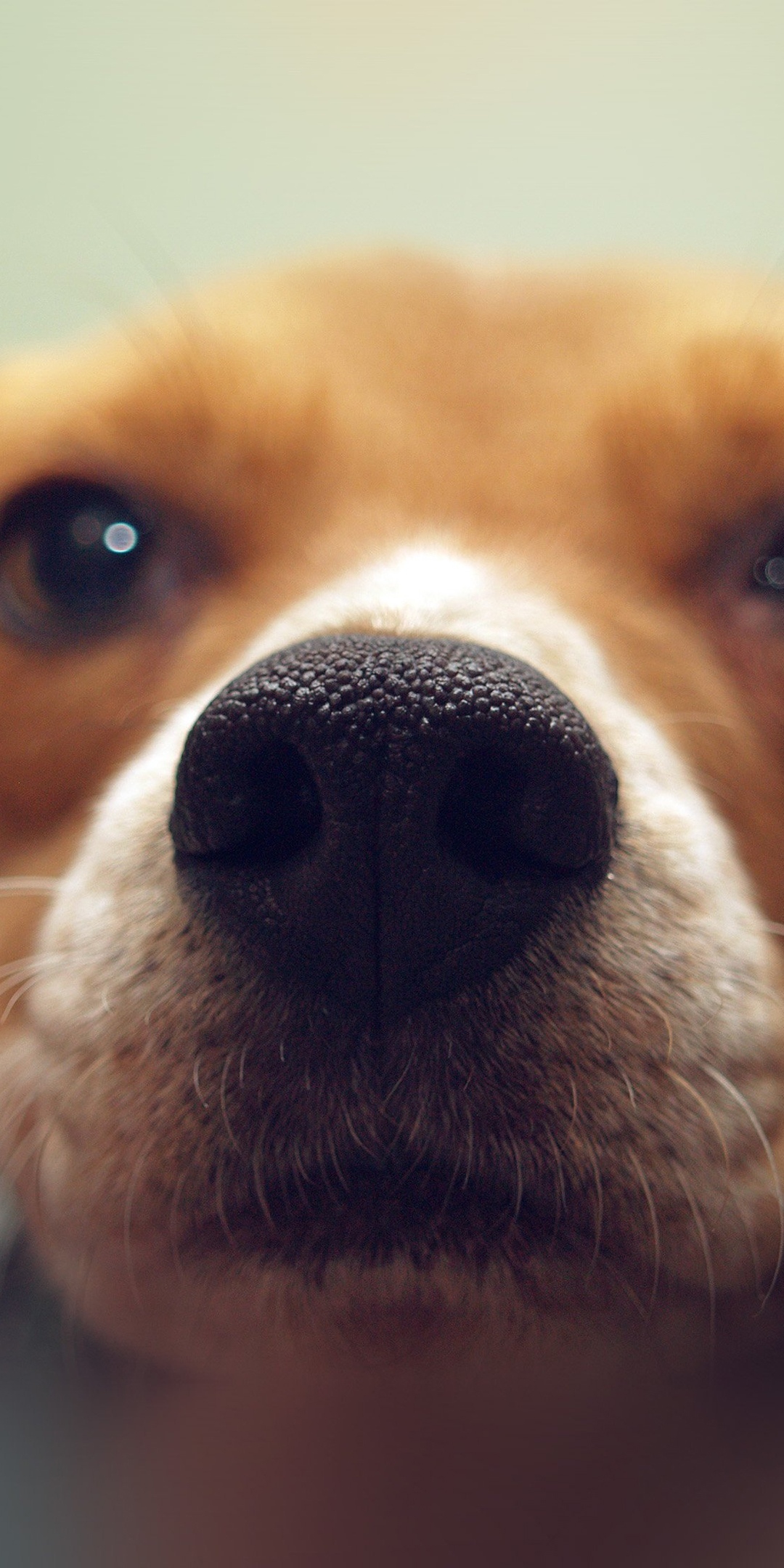 Cute Puppy Dog Nose