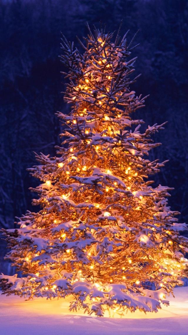 雪中的圣诞树