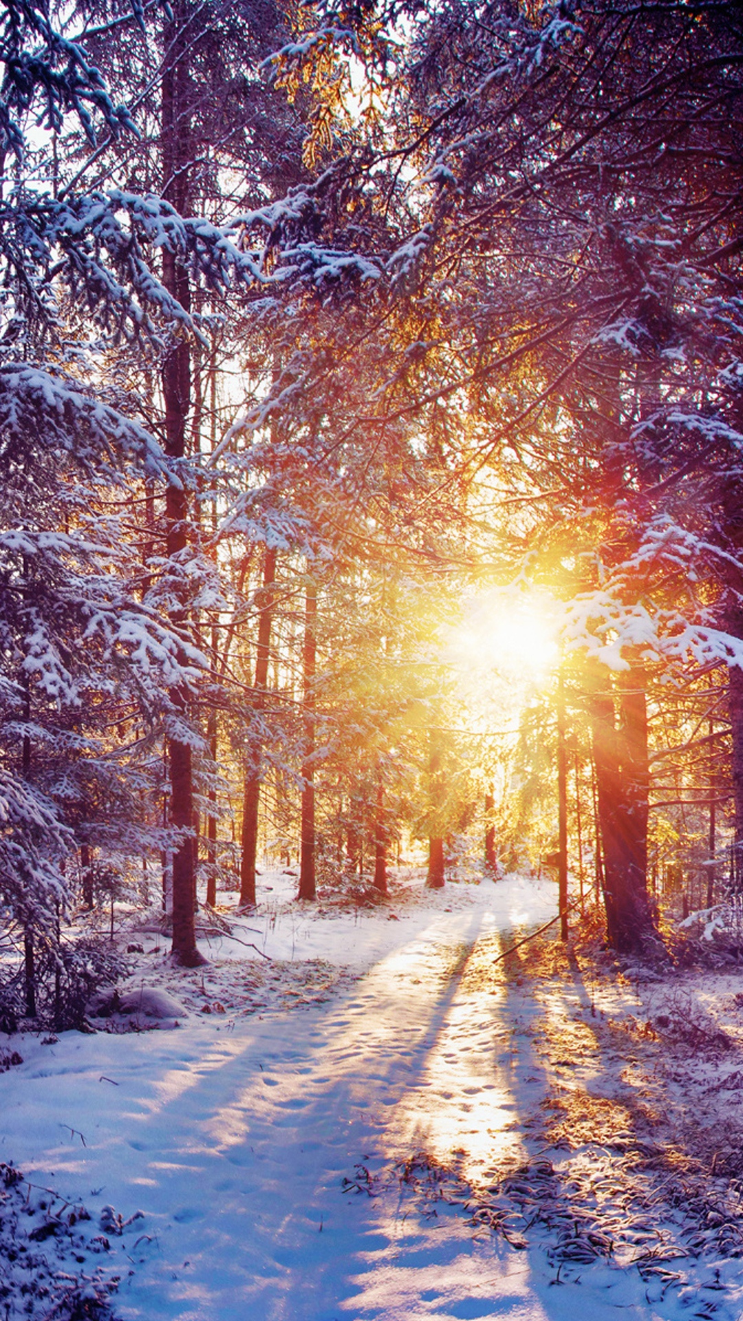 冬季日落照耀着森林树木