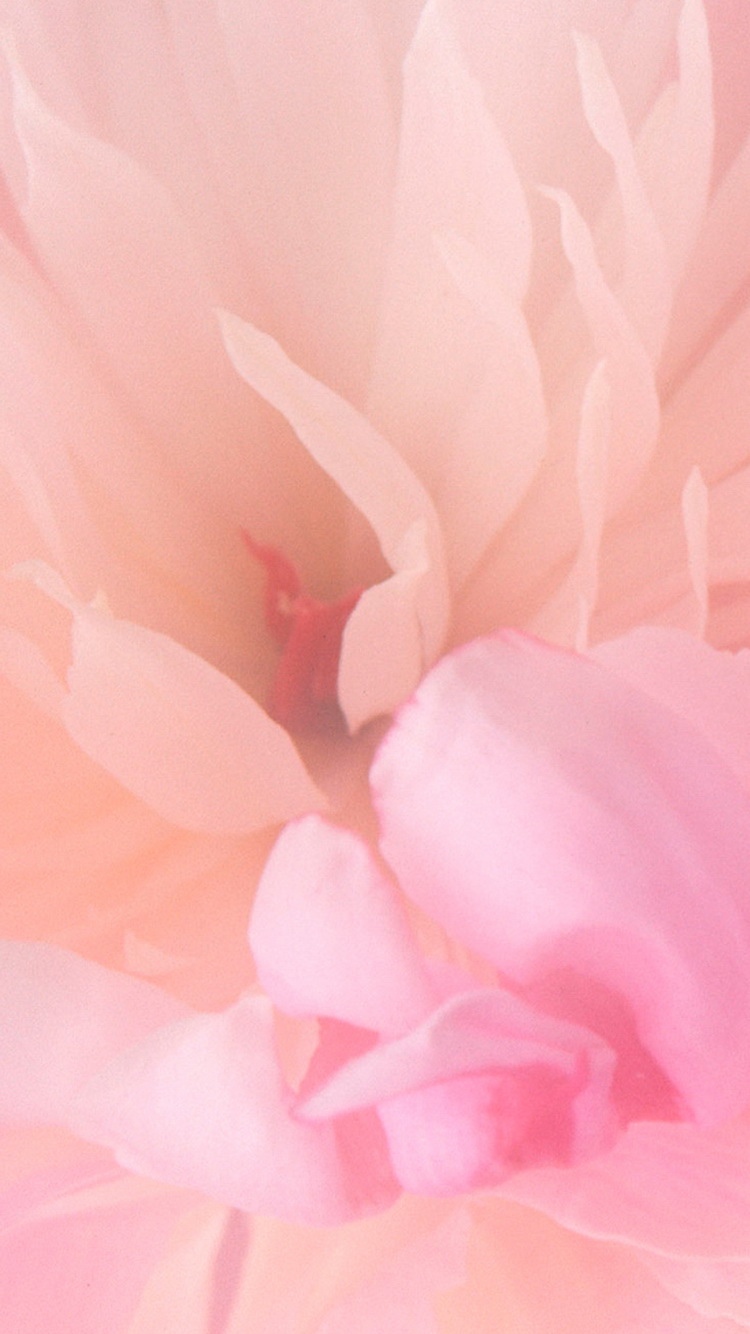 盛开的粉红色花