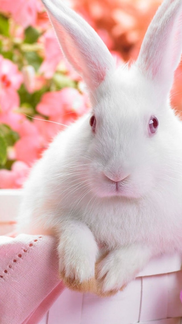 花园里的白色兔子