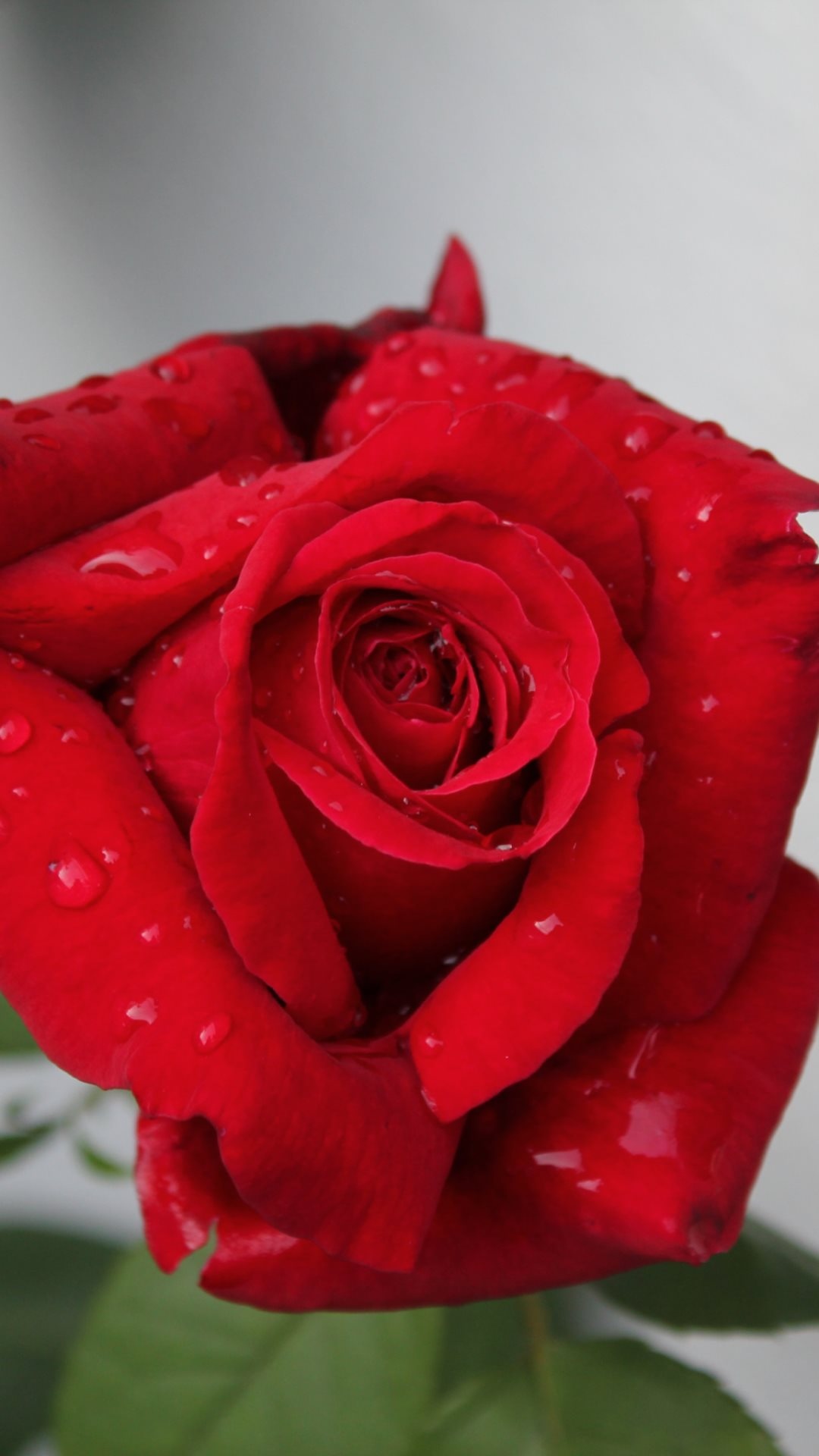 娇艳红玫瑰
