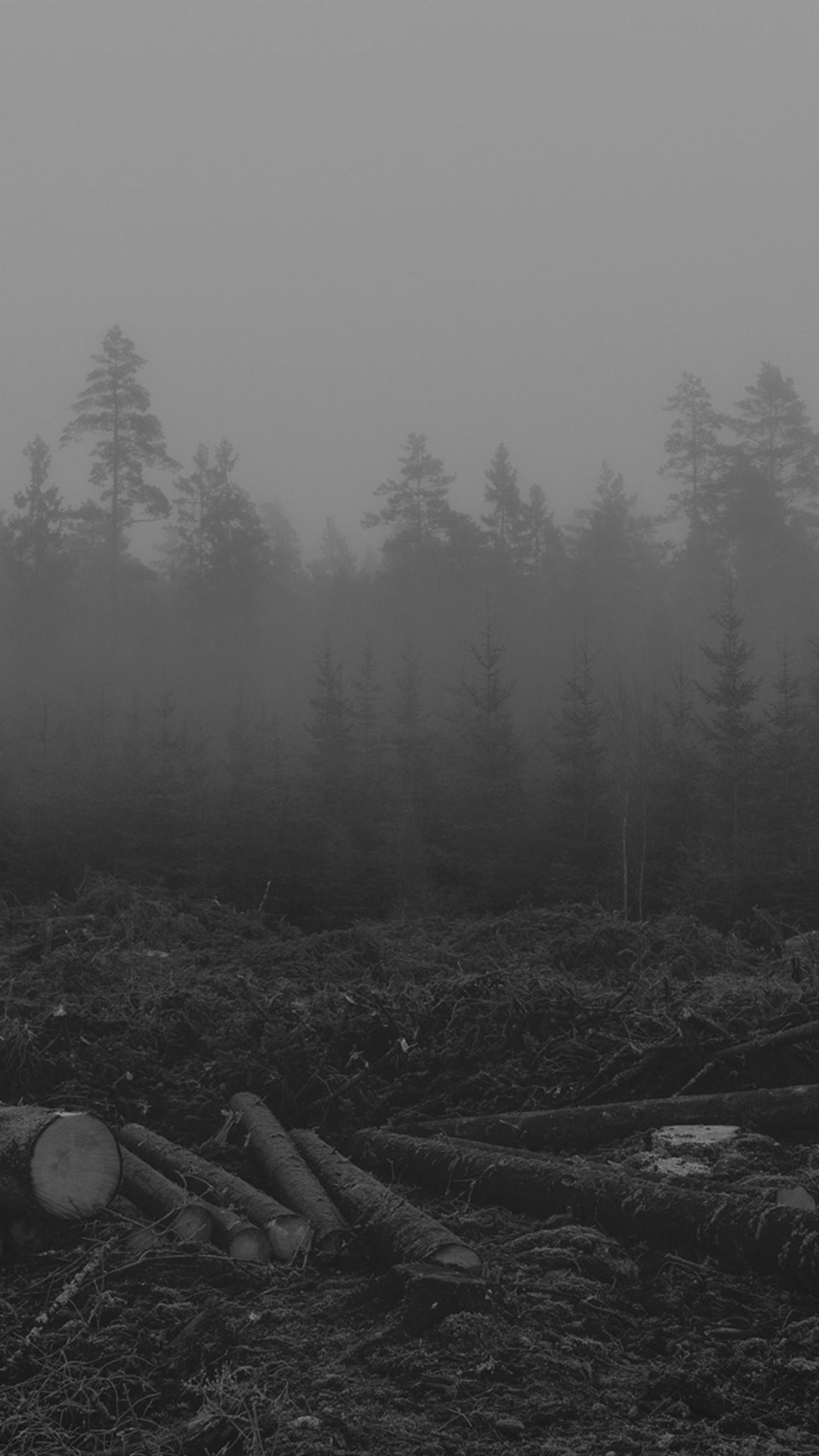 迷雾森林树木
