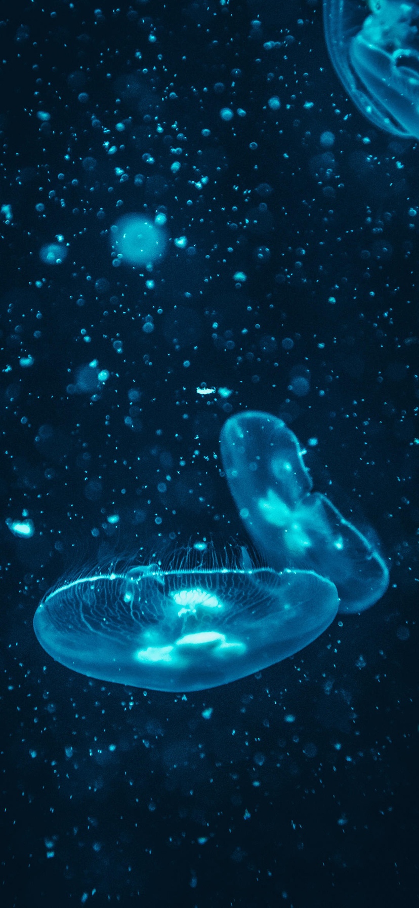 梦幻的深海水母