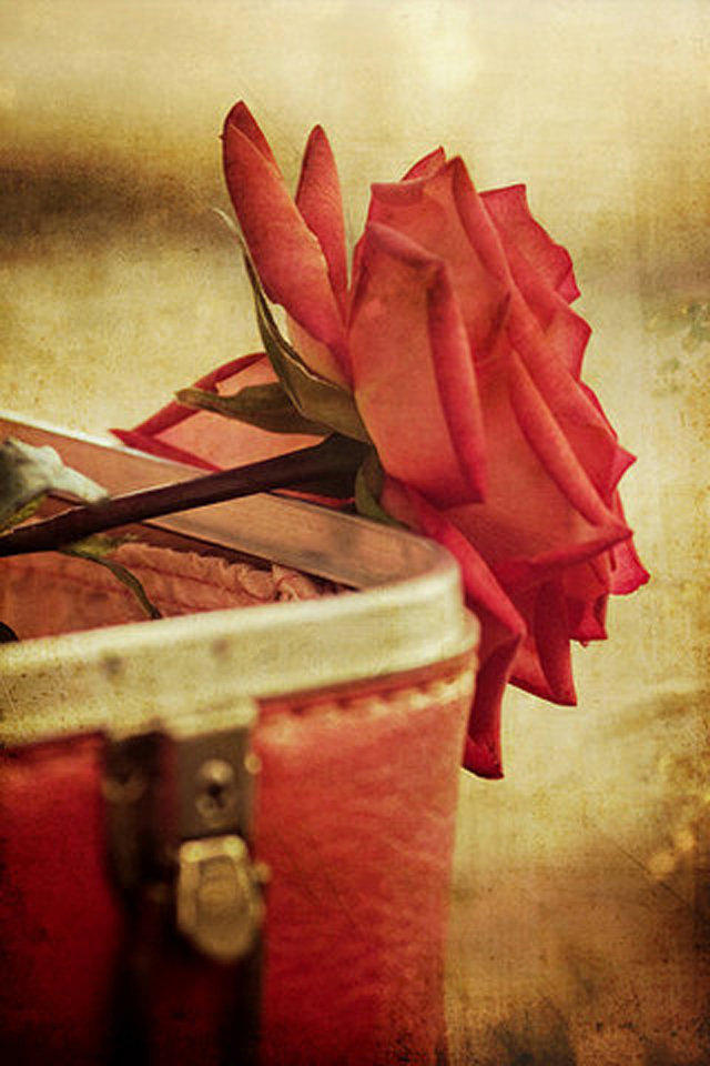 红玫瑰情人节