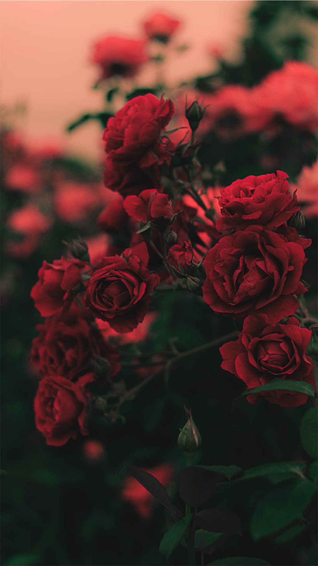 冷艳玫瑰