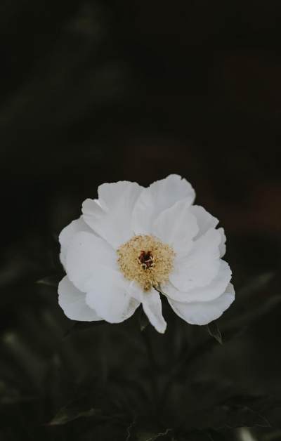 清新迷人的花朵摄影