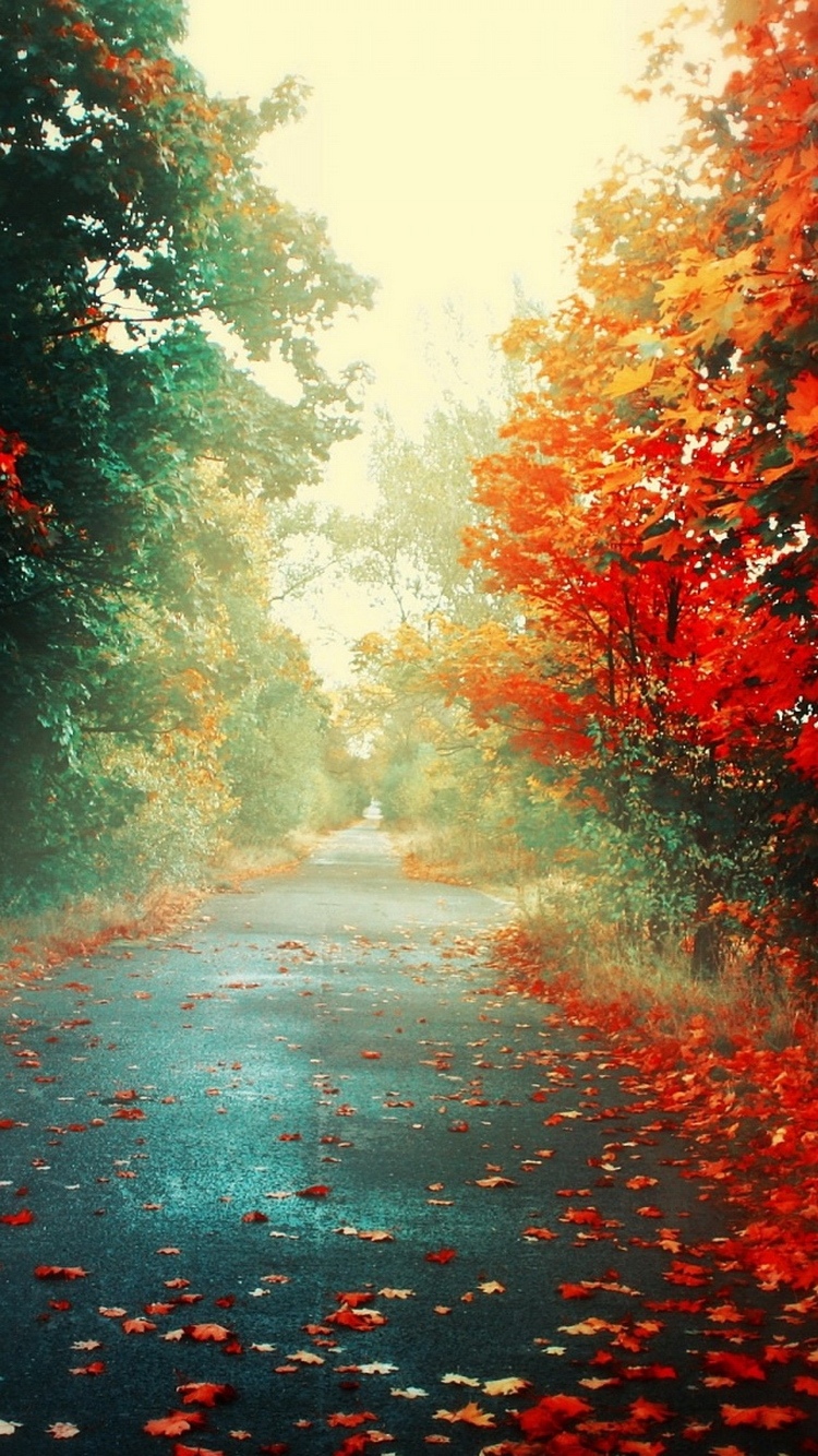 红树秋天的路