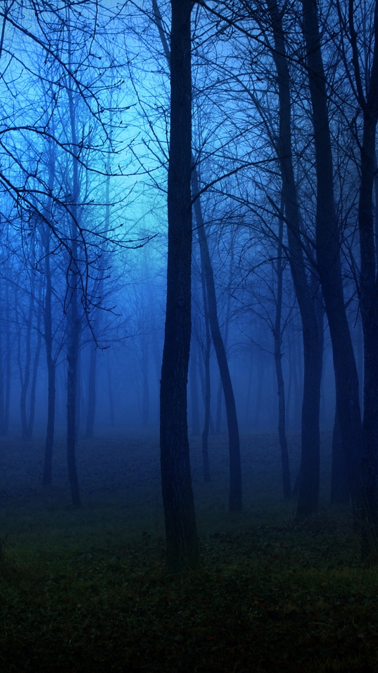 令人毛骨悚然的夜雾森林