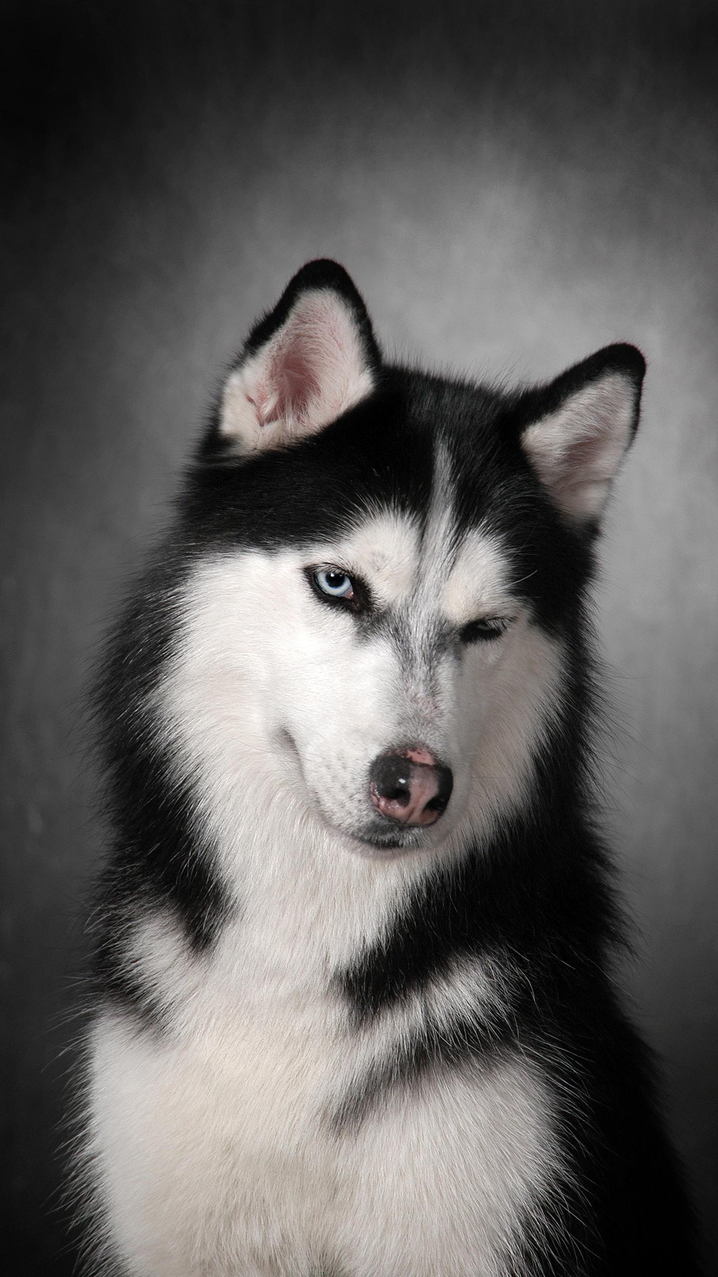 西伯利亚雪橇犬——哈士奇