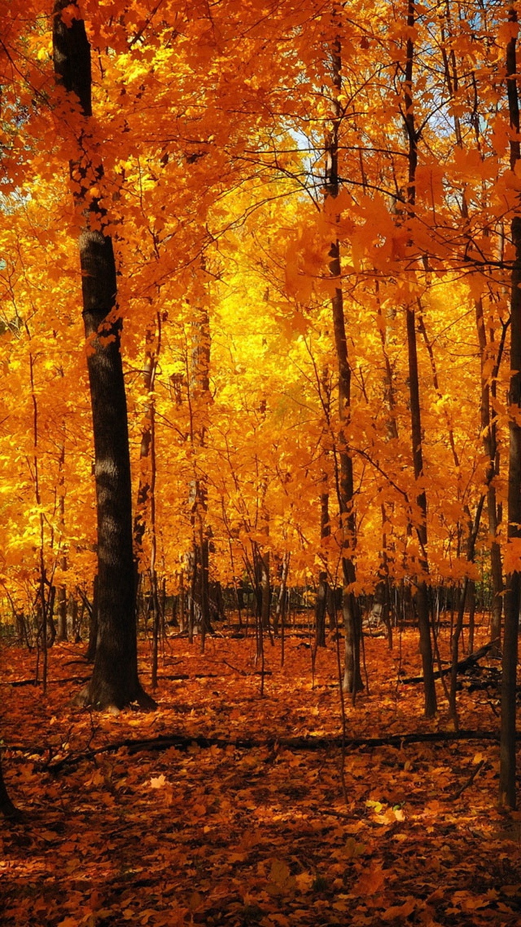 秋天的橙色森林