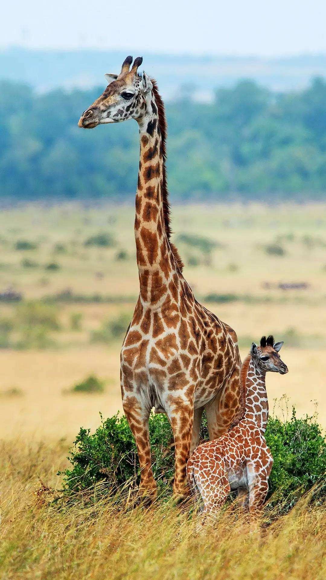 一大一小的长颈鹿好亲密