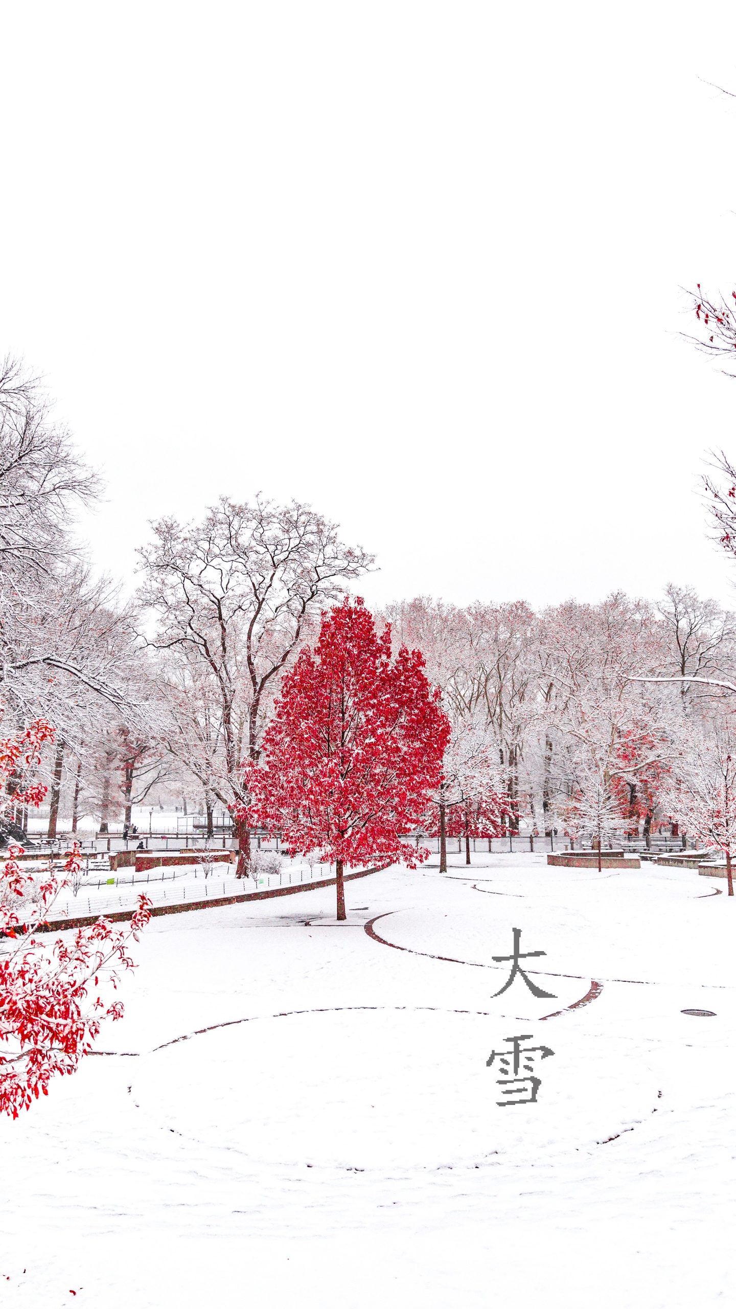 雪中的枫树