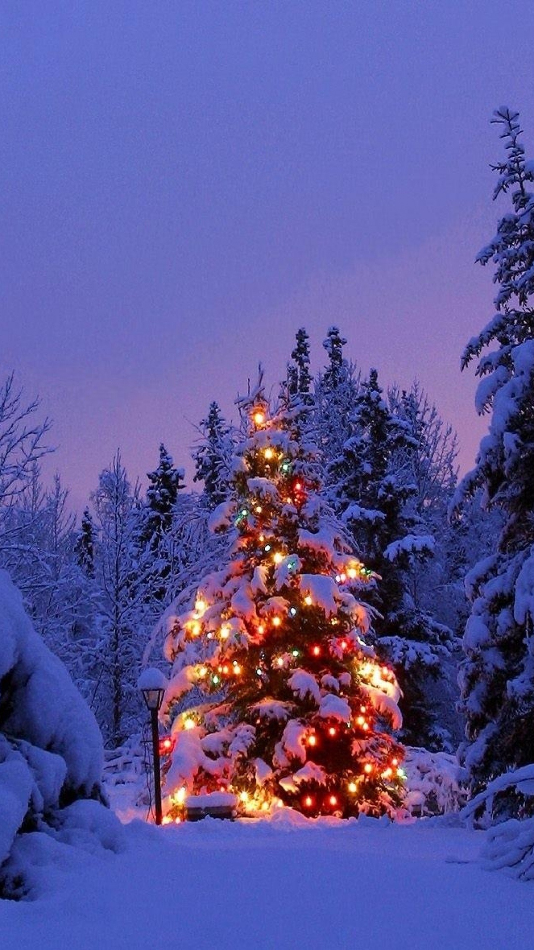 雪地中的美丽圣诞树