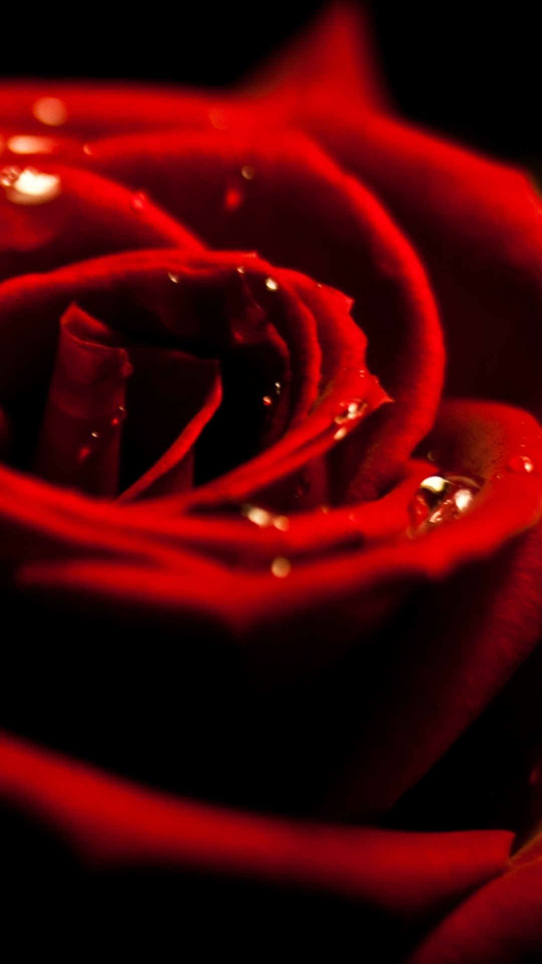 挂满露珠的红玫瑰
