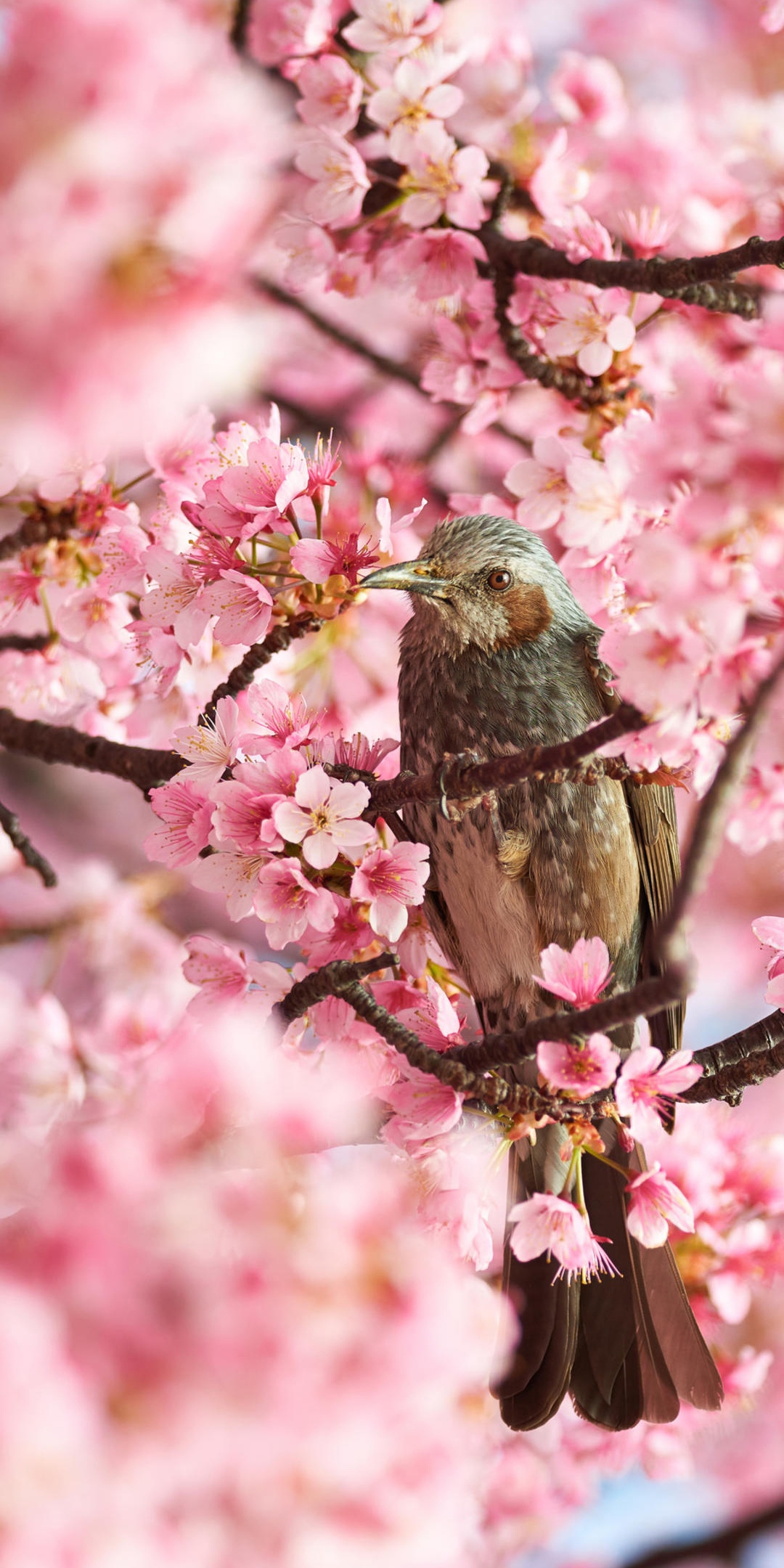 樱花树上的飞鸟