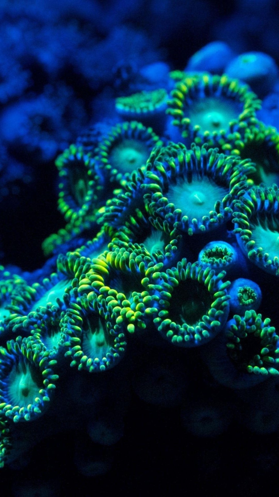 蓝色水下珊瑚