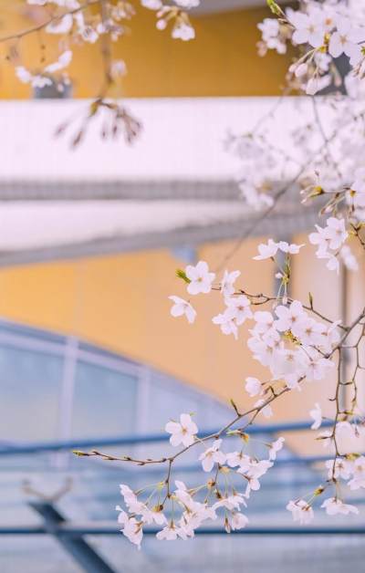 春日里的樱花胜景