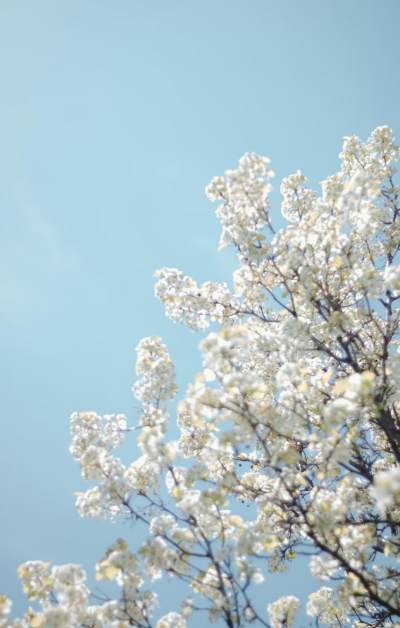 淡雅唯美的春日樱花