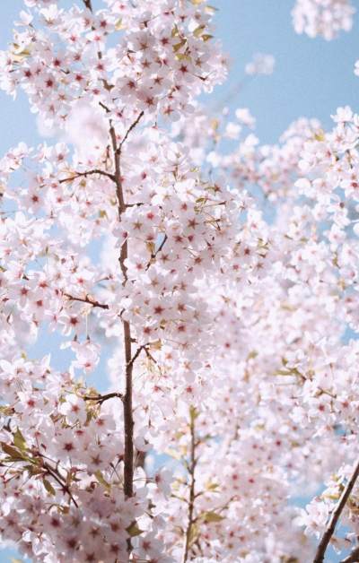 春日的清新樱花景色