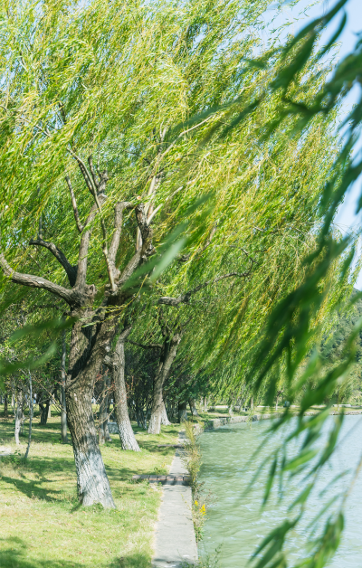柳树清新自然摄影