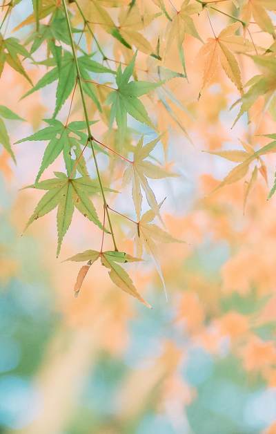 秋天泛黄的枫叶微距摄影