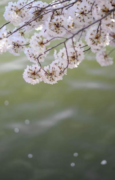 日系小清新樱花迷人摄影