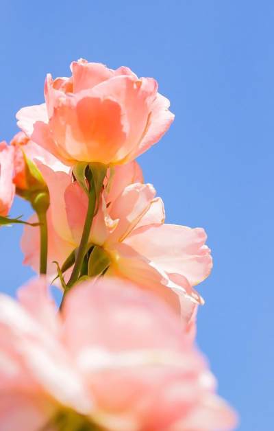 盛开的粉色花朵特写镜头