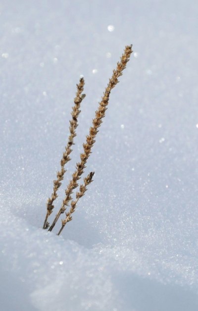 雪中的草