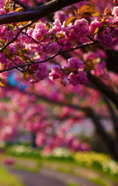 春天紫色花木巷胡杨