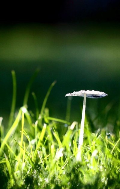 绿草蘑菇