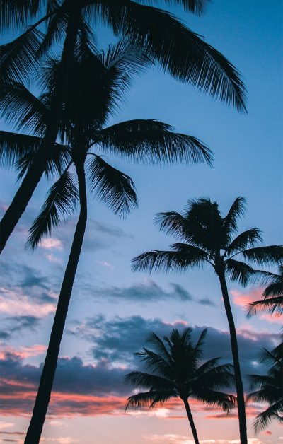 美丽蓝天下的高大椰子树