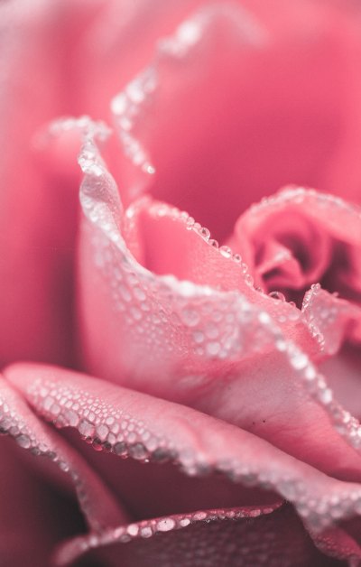 粉嫩唯美的玫瑰花