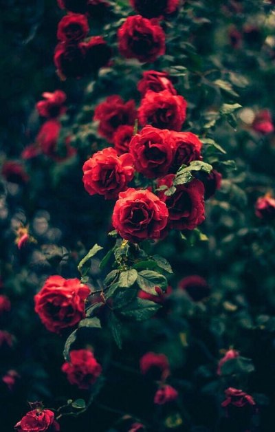 美丽的红玫瑰花
