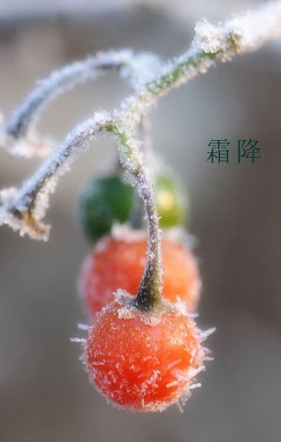 霜降时节的果子