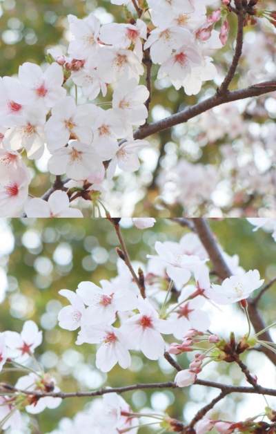 阳春三月,桃花盛开季节