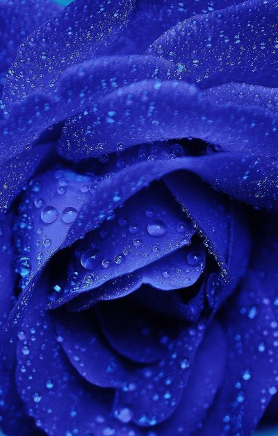 蓝色玫瑰花语