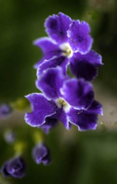 自然界中的紫罗兰